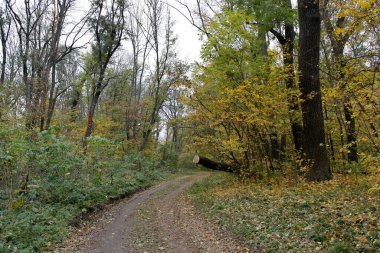 Sonbahar ormanlarının güzel manzarası 