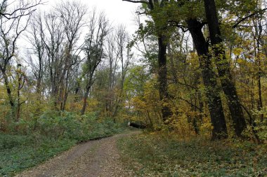 Sonbahar ormanlarının güzel manzarası 