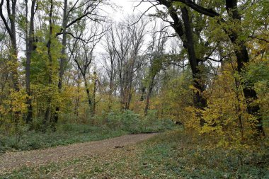 Güz ormanı manzarası güzel ağaçlar boyunca uzanan patika 