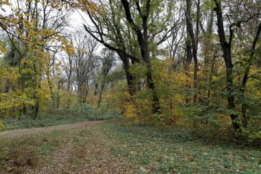 Sonbahar ormanlarının güzel manzarası 