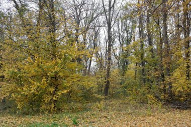 Güz ormanı manzarası ve güzel ağaçları var. 