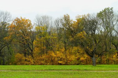 Güz ormanı manzarası ve güzel ağaçları var. 