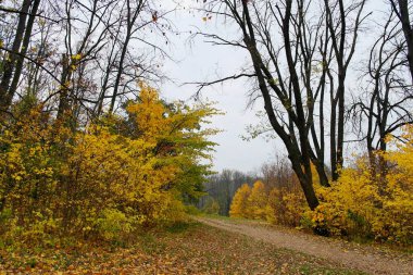 Sonbahar ormanlarının güzel manzarası 