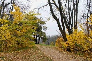 Sonbahar ormanlarının güzel manzarası 
