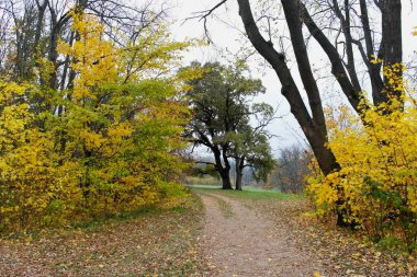 Parlak ağaçlı güzel sonbahar manzarası