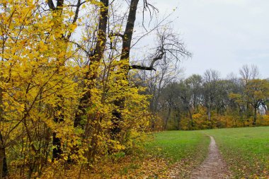 Parlak ağaçlı güzel sonbahar manzarası