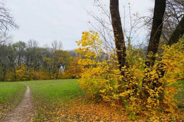 Parlak ağaçlı güzel sonbahar manzarası