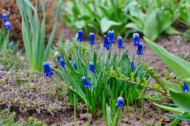 Ormanda güzel mavi çiçekler