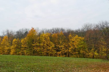 Parlak ağaçlı güzel sonbahar manzarası