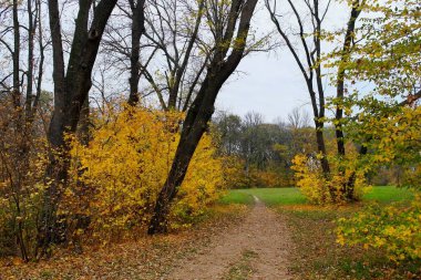 Parlak ağaçlı güzel sonbahar manzarası