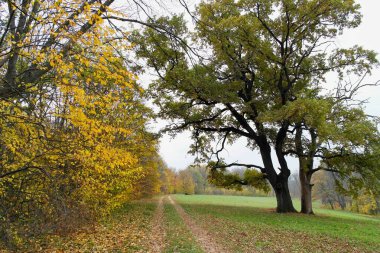 Parlak ağaçlı güzel sonbahar manzarası