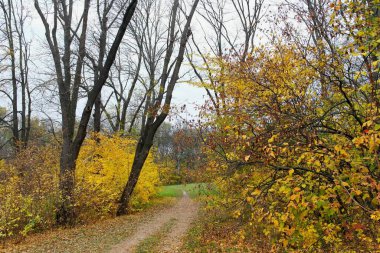 Sonbahar ormanlarının güzel manzarası 