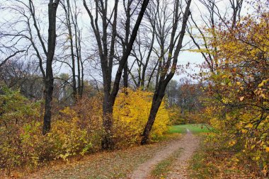 Güzel sonbahar ormanı manzarası