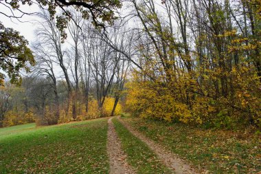 Parlak ağaçlı güzel sonbahar manzarası