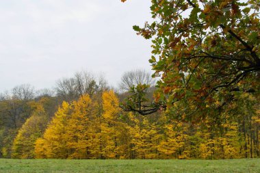 Sonbahar manzarası. Sarı yapraklı ağaçlar 
