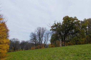 Parlak ağaçlı güzel sonbahar manzarası