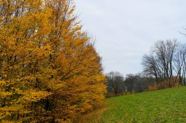 Parlak ağaçlı güzel sonbahar manzarası