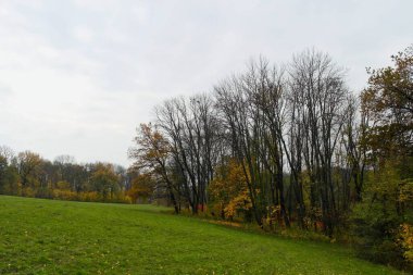 Sonbahar ormanı. Parkta ağaçların ve yaprakların olduğu güzel doğa manzarası
