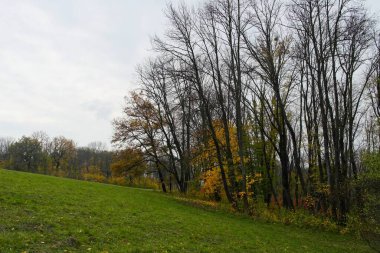 Parlak ağaçlı güzel sonbahar manzarası