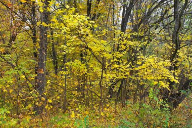 Güzel sonbahar ormanı manzarası