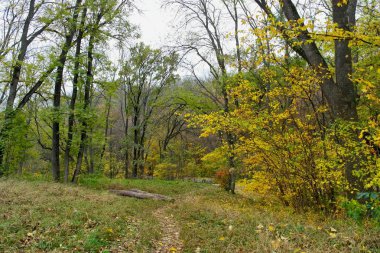 Güzel sonbahar ormanı manzarası