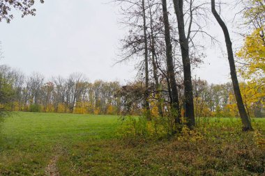 Parlak ağaçlı güzel sonbahar manzarası