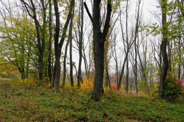 Sonbahar ormanlarının güzel manzarası 