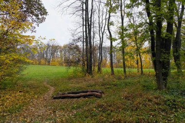 Güzel sonbahar ormanı manzarası