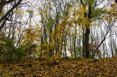 Sonbahar ormanlarının güzel manzarası 