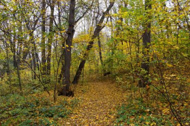 Güzel sonbahar ormanı manzarası