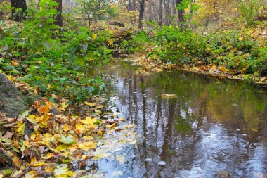 Sonbahar ormanlarında nehirli güzel bir manzara. 