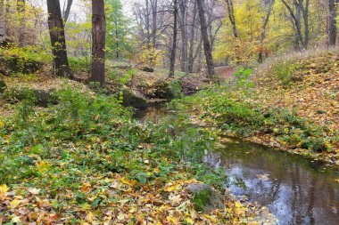 Sonbahar ormanlarında nehirli güzel bir manzara. 