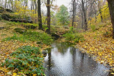 Sonbahar ormanlarının güzel manzarası 