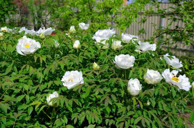 Bahçede beyaz çiçekler