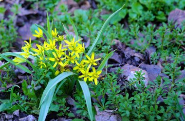Bahçedeki güzel çiçekler