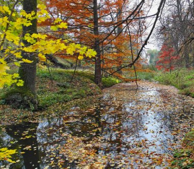 Güz ormanı manzarası güzel ağaçlar ve nehirlerle