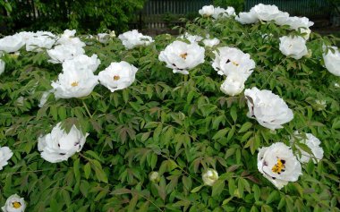 Bahçede beyaz çiçekler