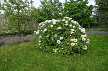 Bahçedeki güzel beyaz çiçekler