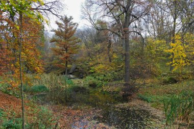Güz ormanı manzarası güzel ağaçlar ve nehirlerle