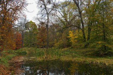 Güz ormanı manzarası güzel ağaçlar ve nehirlerle