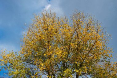 Ormanda sonbahar yaprakları