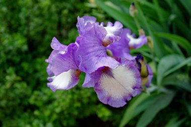 Bahçedeki güzel mor iris çiçeği