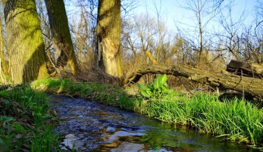 Nehir ve bahar ormanlarıyla güzel bir manzara.