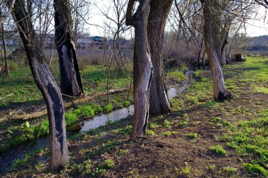  Ormandaki küçük nehir