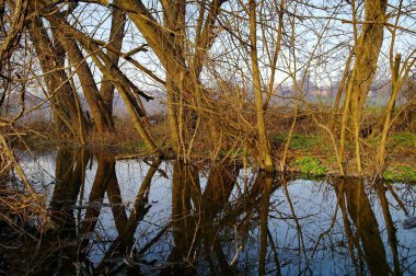 Nehrin güzel manzarası ve bahar ormanındaki ağaçlar