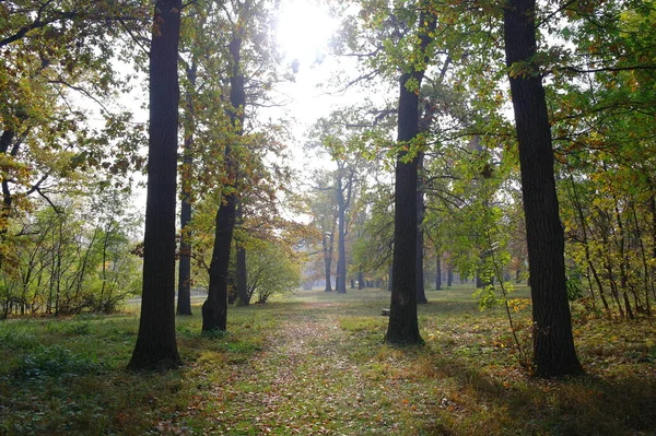 Autumn Forest Landscape Beautiful Trees — Stock Photo, Image