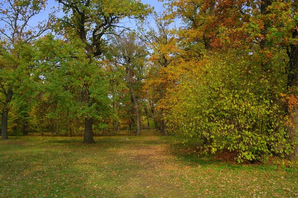 Podzimní Lesní Krajina Krásnými Stromy — Stock fotografie