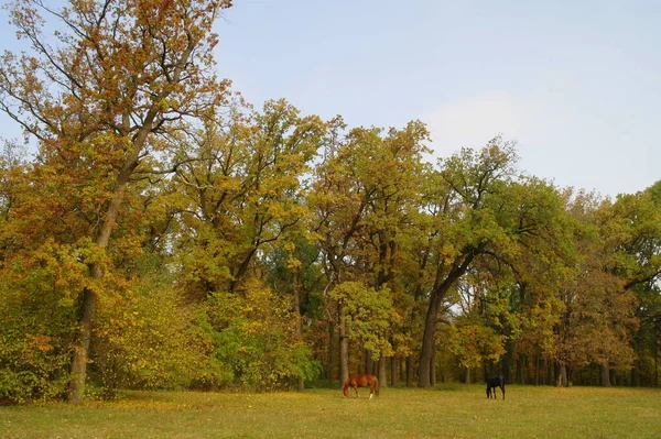 Schilderachtig Landschap Met Herfstbomen — Stockfoto