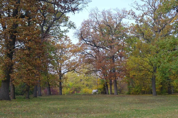 Picturesque Landscape Autumn Trees — ストック写真