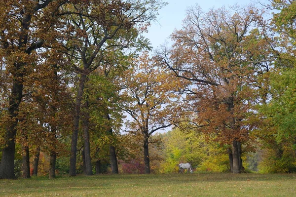 Herbstwald Schöne Naturlandschaft Mit Bäumen Und Laub Park — Stockfoto